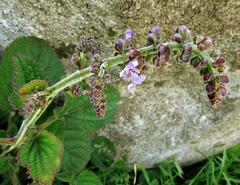 Plectranthus rubropunctatus image