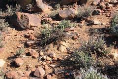 Crassula capitella thyrsiflora