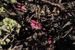 Crassula capitella thyrsiflora