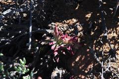 Crassula capitella thyrsiflora