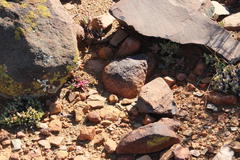 Crassula capitella thyrsiflora