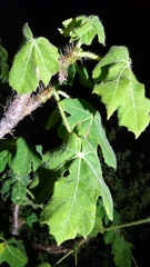 Cnidoscolus multilobus