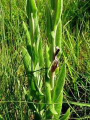 Helichrysum appendiculatum