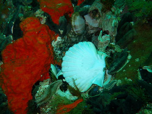 Pecten sulcicostatus