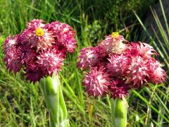 Helichrysum appendiculatum