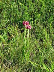 Helichrysum appendiculatum