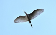 Egretta garzetta