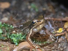 Hylodes phyllodes