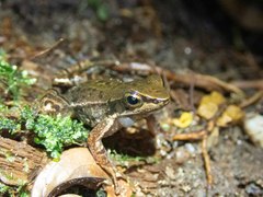 Hylodes phyllodes
