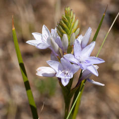 Thereianthus spicatus
