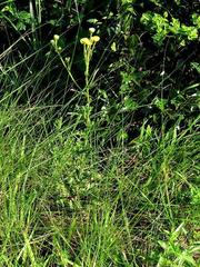 Nidorella podocephala