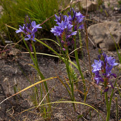 Thereianthus spicatus