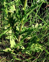 Nidorella podocephala