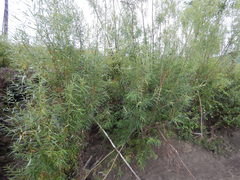 Salix schwerinii
