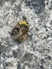 Apis mellifera