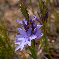 Thereianthus spicatus