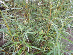 Salix schwerinii