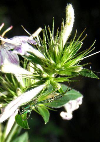 Greenbanded Vlei Spider