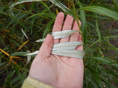 Salix schwerinii
