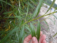 Salix schwerinii
