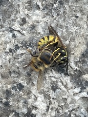 Vespula vulgaris