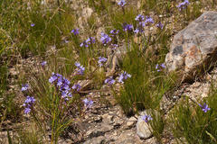 Thereianthus spicatus