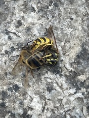 Vespula vulgaris