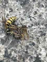 Vespula vulgaris
