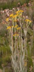 Senecio lineatus