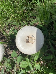 Chlorophyllum molybdites image