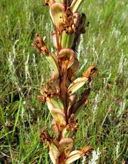 Satyrium longicauda var. longicauda image