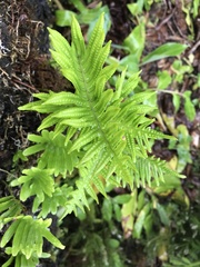 Polypodium macaronesicum azoricum