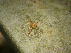 Aedes fulvus pallens