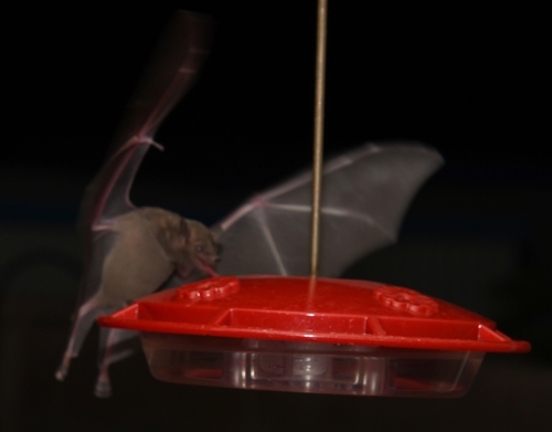 ヒメハナナガコウモリ