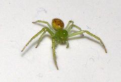 Diaea puncta