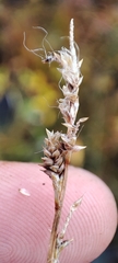 Carex bigelowii arctisibirica