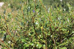 Salix glabra