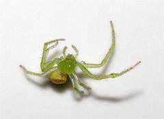 Diaea puncta