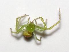 Diaea puncta