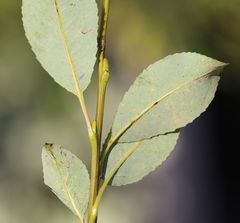 Salix glabra