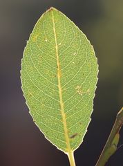 Salix glabra