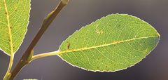 Salix glabra