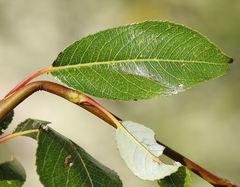 Salix glabra