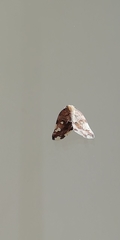 Ricania speculum