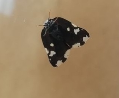 Ricania speculum