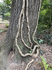 Hydrangea hydrangeoides