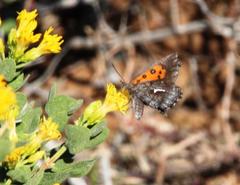 Phasis clavum erythema