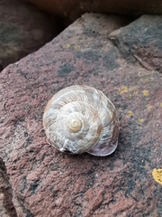 Macularia saintivesi