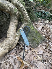 Hydrangea hydrangeoides