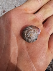 Macularia saintivesi